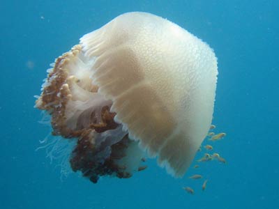 A jellyfish flanked by smaller fish