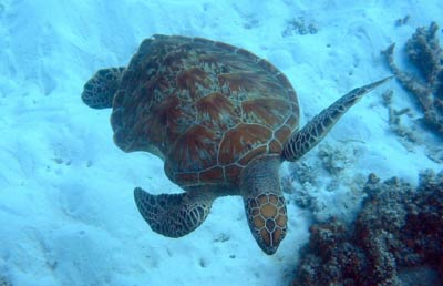 A turtle swims comfortably among the coral, despite an old injury — a large shark bite on one side