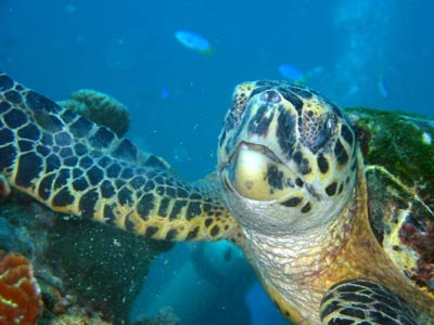 A close-up, straight-on shot of a turtle feeding on coral